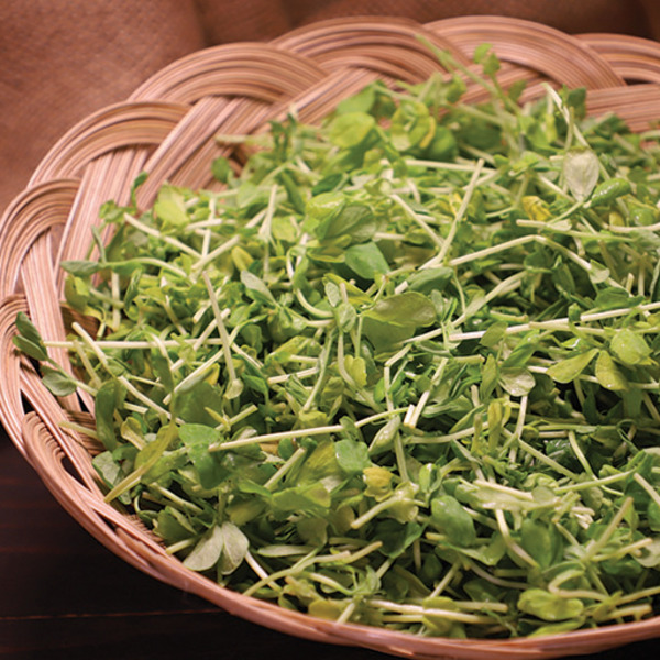 Fuji Natural Foods Radish Sprout