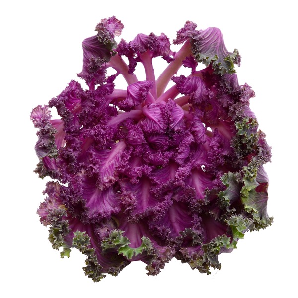 Organic Purple Kale Bunch