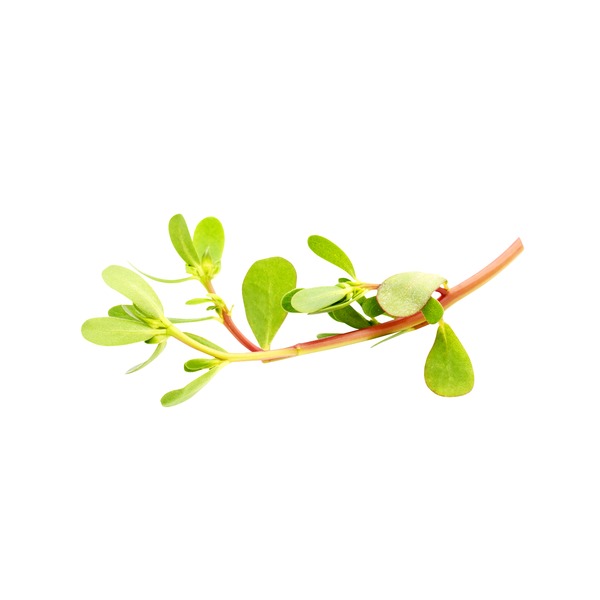 Verdolagas (Purslane)