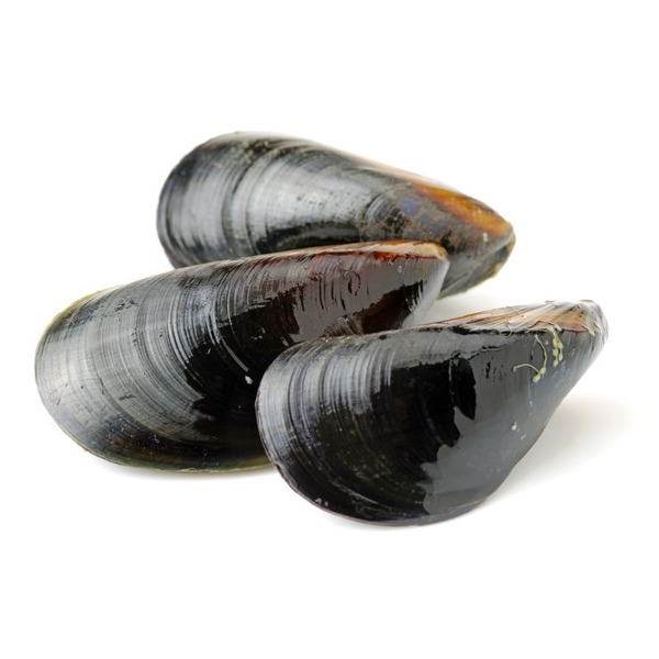 Live Mussels- PEI Mussels -(Prince Edwards Island Canada) - 5 lbs