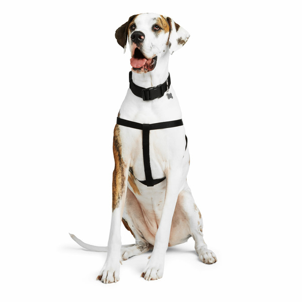 Youly Webbed Dog Harness - Black