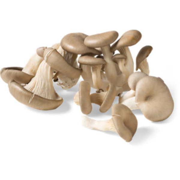 Fresh Oyster Mushroom