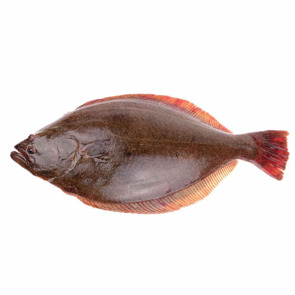 Rex Sole