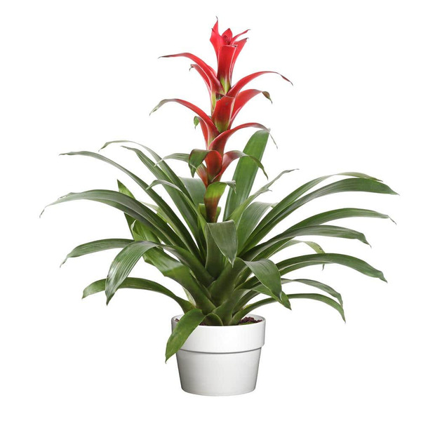 Costa Farms 6 In. Bromeliad Plant In Upgrade Pot