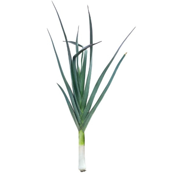 Packer Leeks Bagged  5-7ct