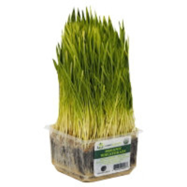 Organic Wheatgrass