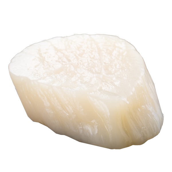 scallop price