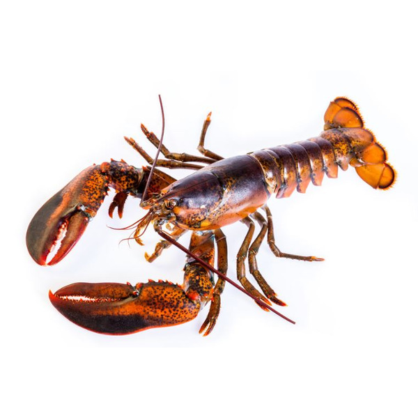 Live Hard Shell Lobsters, 1.5 lbs avg, wild caught