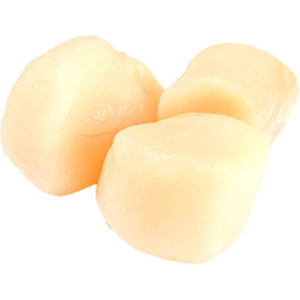 Fresh Sea Scallops U10