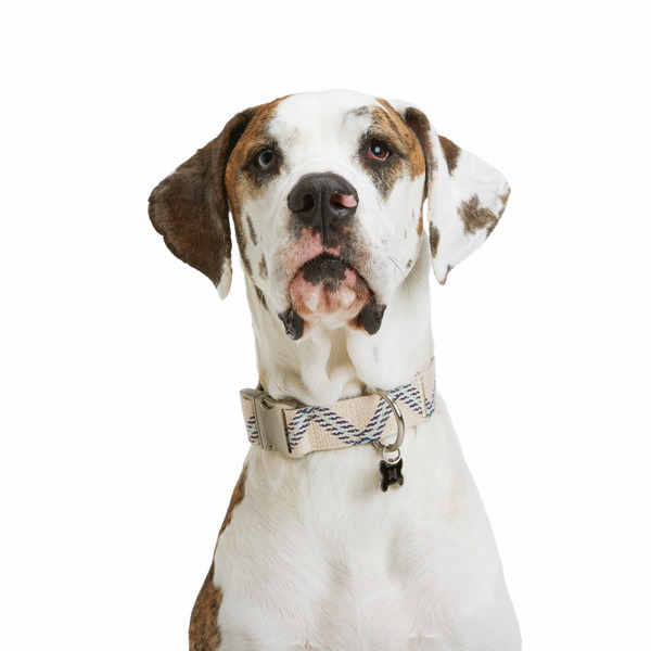 Youly Zig Zag BD Dog Collar - XXL/XXXL