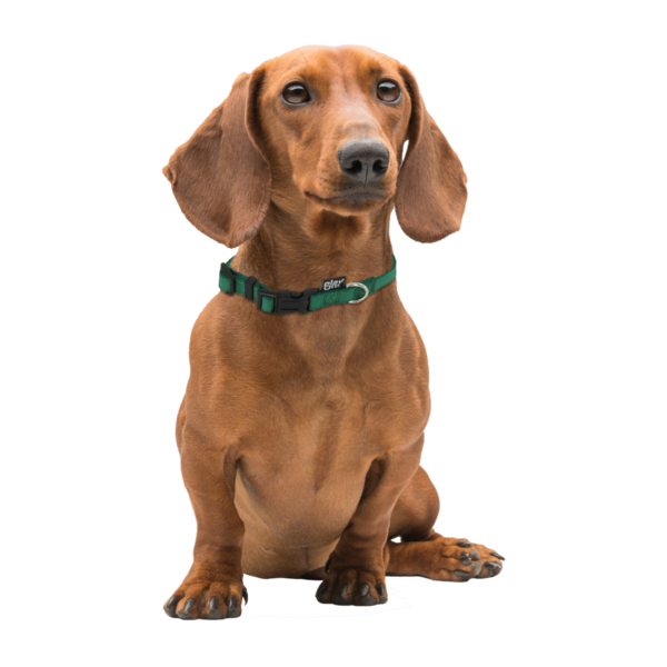 Play On Basic Adjustable Dog Collar, Small - Green