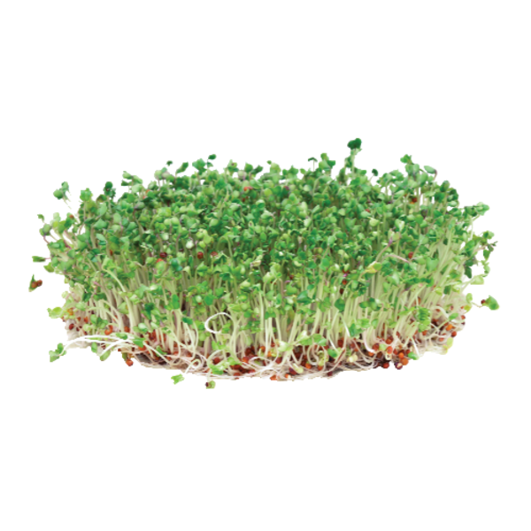 Broccoli Sprouts