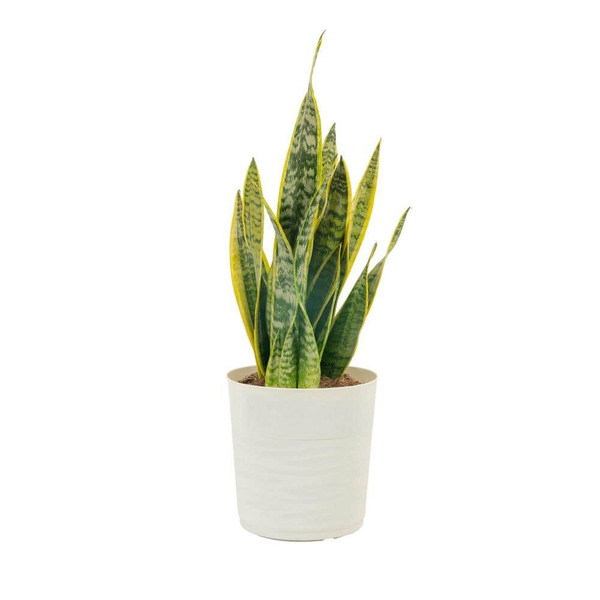 Vigoro 10 In. Sansevieria Snake Plant In White Plastic Deco Pot