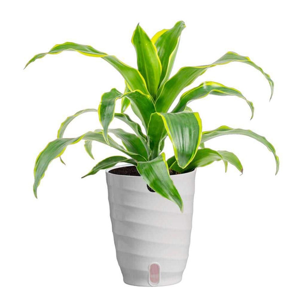 Vigoro 6 In. Dracaena Dragon Tree Plant In Upgrade Planter