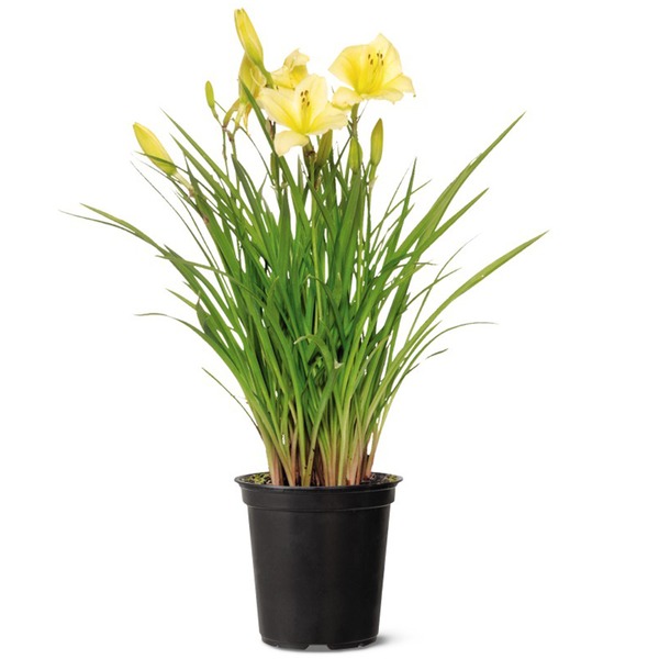 Day Lily Same-Day Delivery or Pickup | ALDI