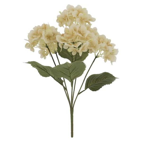 Ashland Hydrangea Bush