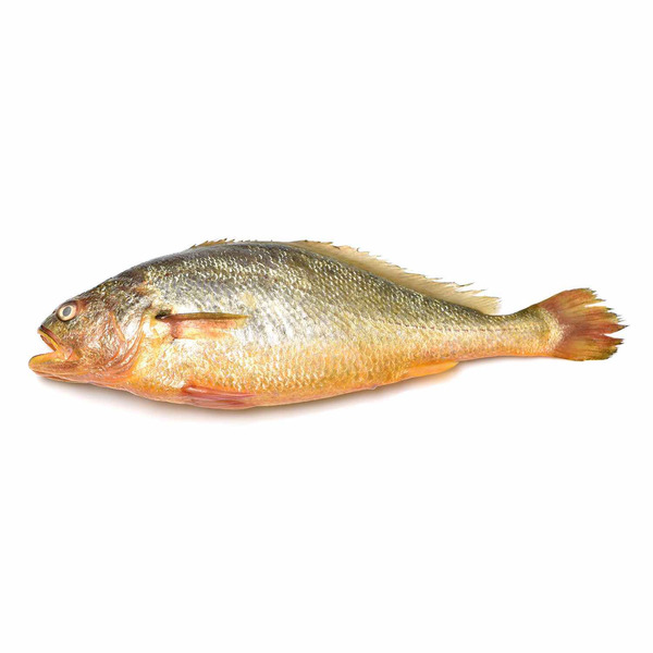 Yellow Croacker