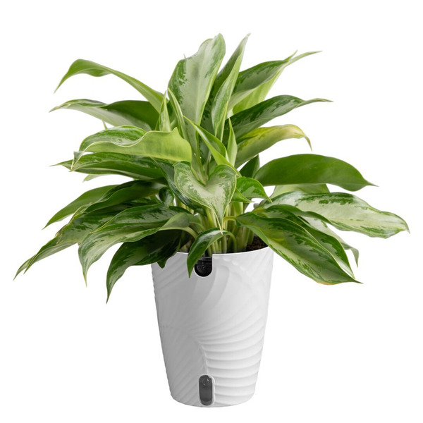 Trending Tropicals 6 In. Aglaonema Colored Plant In Scheurich Pot