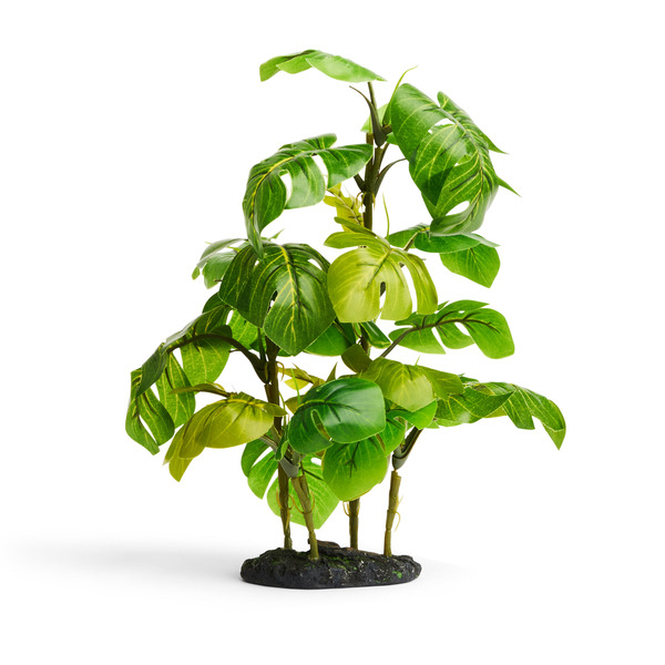 Imagitarium Small Stand Araceae Terrarium Plant