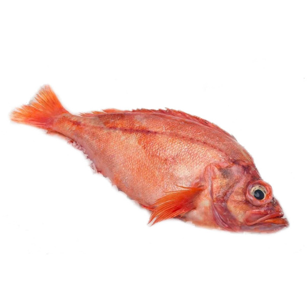 Fresh Ocean Perch