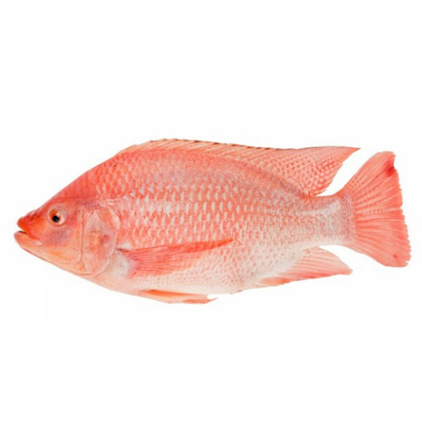Nilotica Red Tilapia