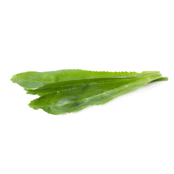 Culantro - 1 lb