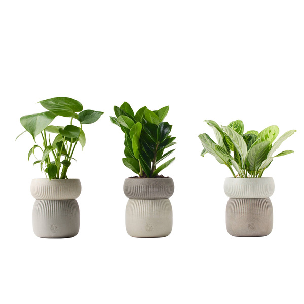 Live Trends Organic Wellington Ceramic Self-Watering Pot - Greenhouse Picks