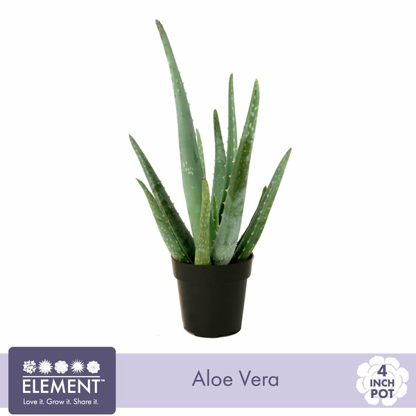 Walmart Element Potted Aloe Vera Live Plant Same-Day Delivery | Instacart