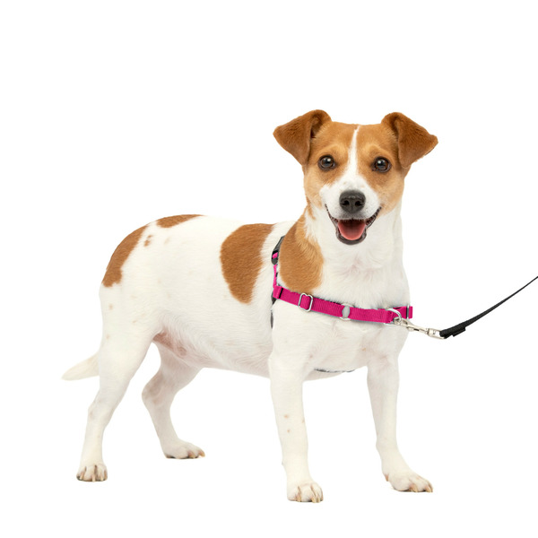 PetSafe Easy Walk Harness, No Pull Dog Harness, Small, Raspberry