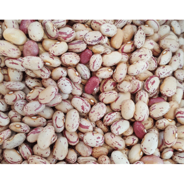 Heartland - Cranberry Bean - 25 lb