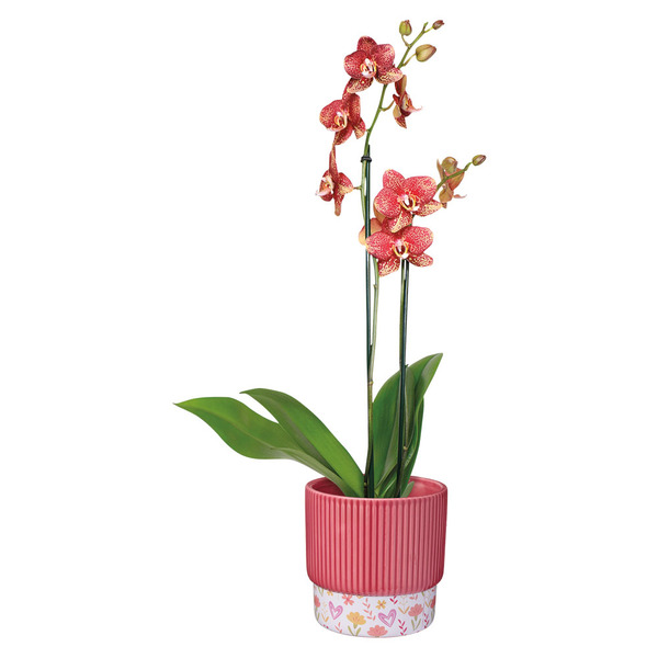 Mother's Day Orchid, 5" Same-Day Delivery or Pickup | ALDI
