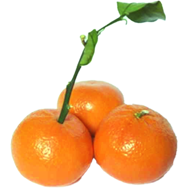 Clementine