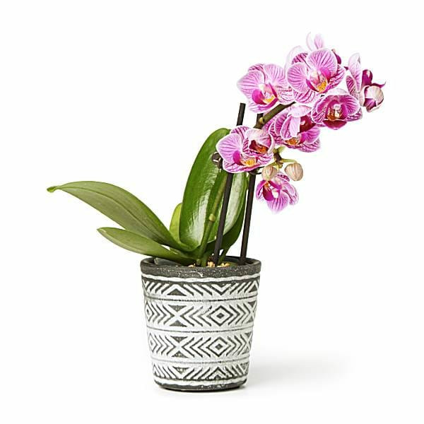 Publix Silvervase Inc. Espresso Phalaenopsis Orchid SameDay Delivery