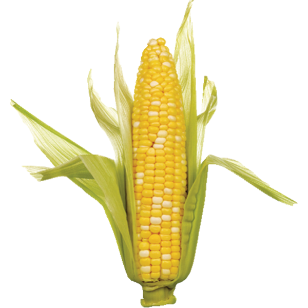 Sweet Corn