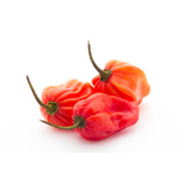 Habanero Pepper