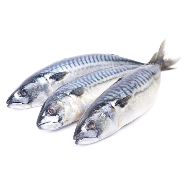 Fresh Whole Spanish Mackerel, wild caught