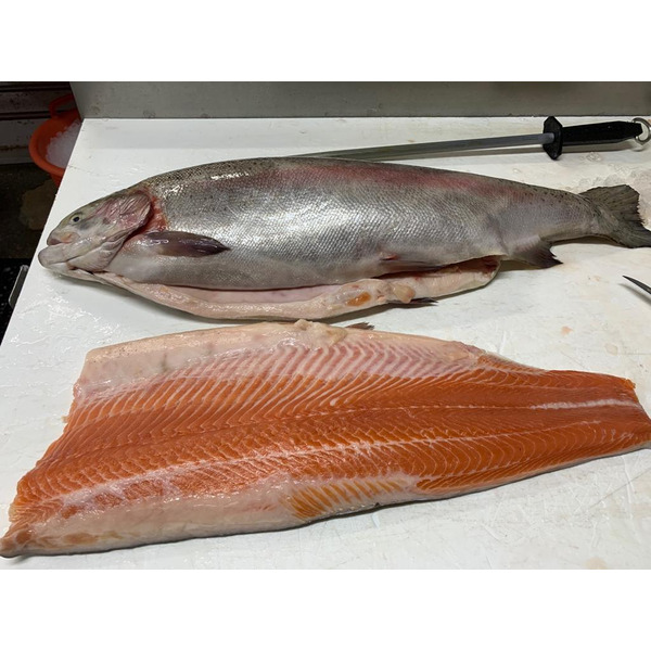 Fresh Scottish Organic Salmon Fillets