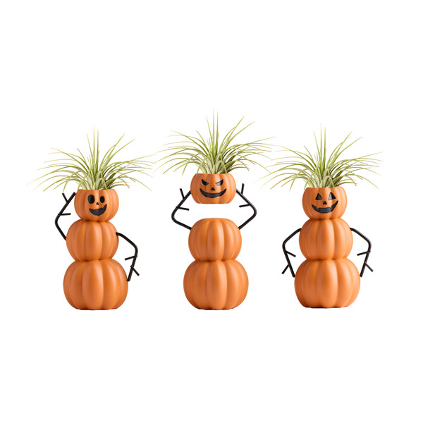 Live Trends Pumpkin Jumble Ceramic Air Plant Figurine