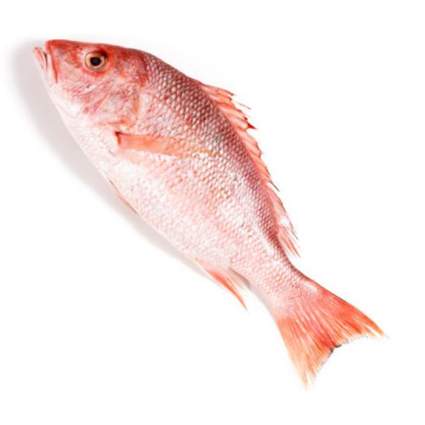 Red Snapper - 10 Lb