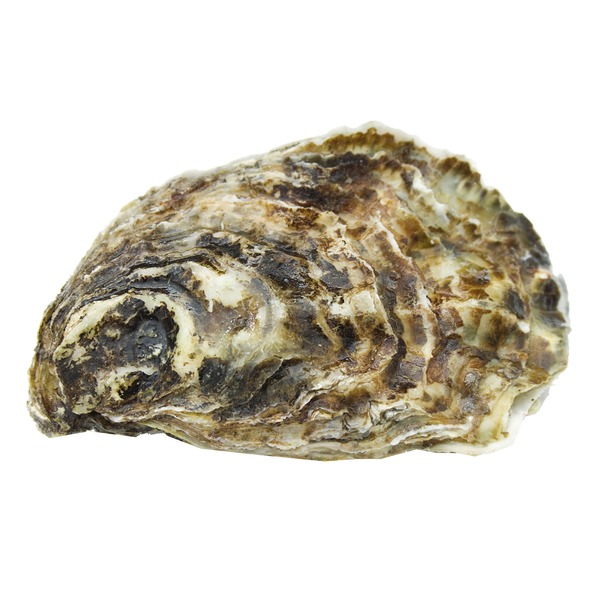 Select Fresh Shucked Oysters Same-Day Delivery or Pickup | Hornbacher's