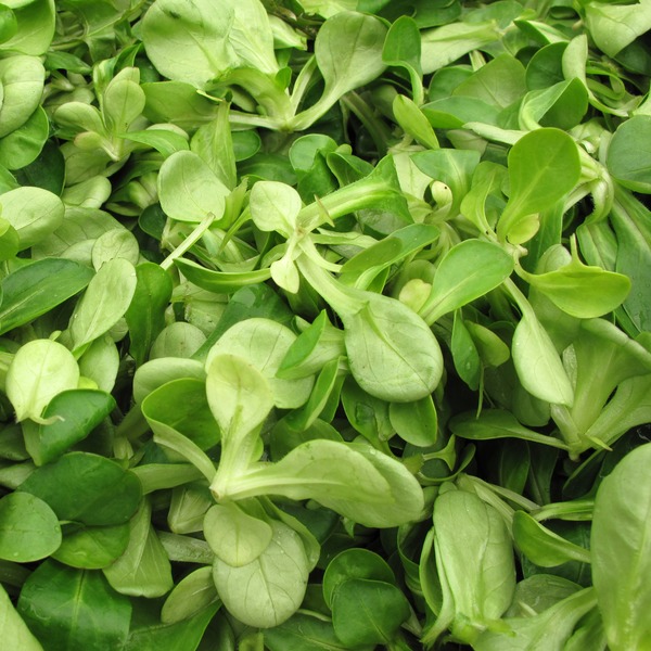 Mache Lettuce (each) Instacart