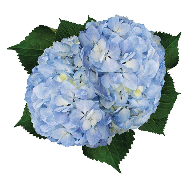 Hydrangea4937 1202 Hydrangea Bouquet Same-Day Delivery or Pickup | ALDI