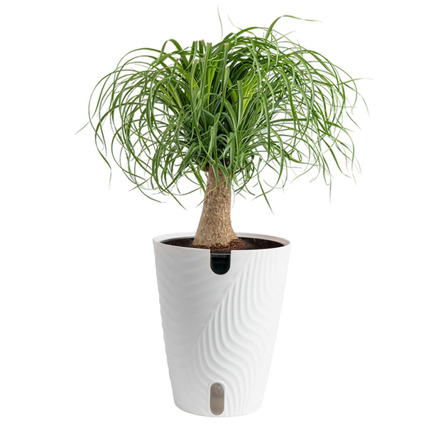Costa Farms Ponytail Palm House plant in 1.4 Quart(s) Self-watering pot 1 -Pack