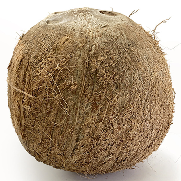 Coconut