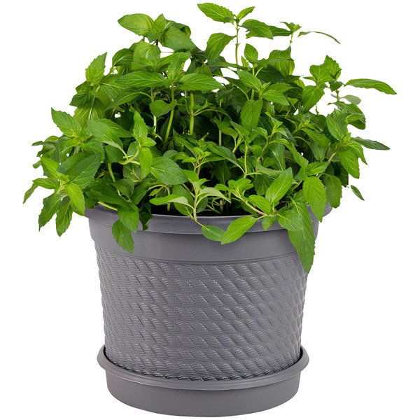 Bonnie Plants Mojito Mint .94 Gal Live Plant