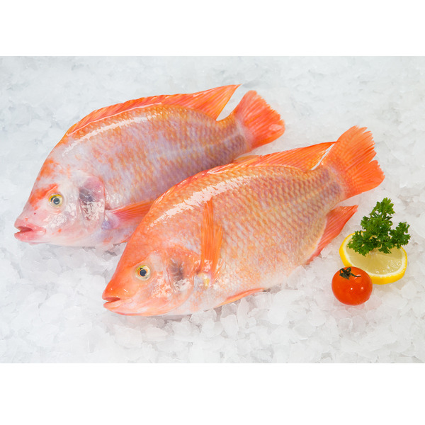 Fresh Red Tilapia