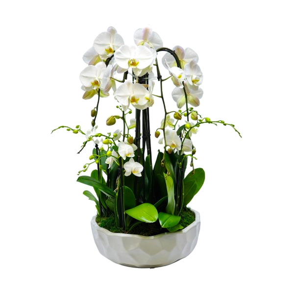 Publix Silver Vase Orchid Galore Garden in Colleen Ceramic Pickup