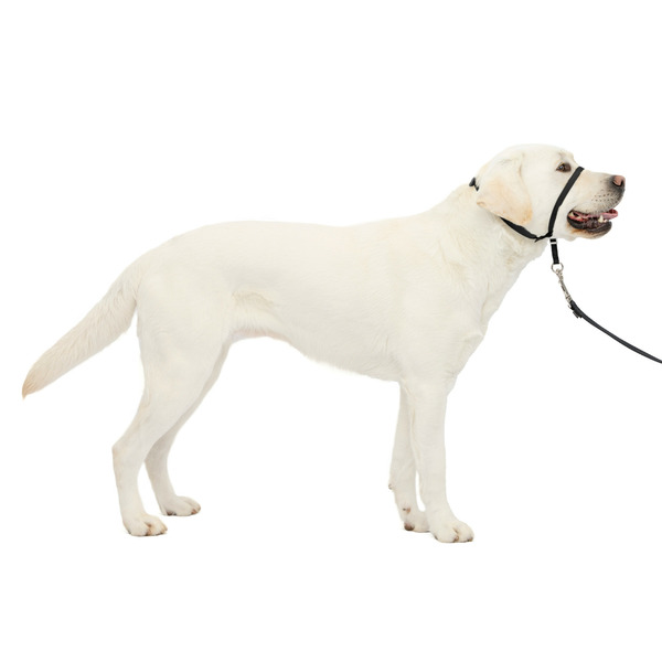 PetSafe Gentle Leader Dog Headcollar, Large, Black