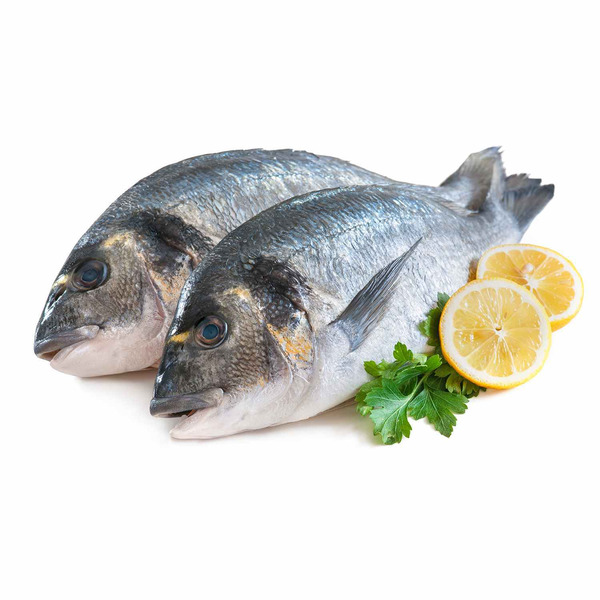 Gilthead Sea Bream