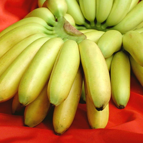Baby Banana